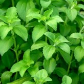 stevia-rebaudiana-biologique-plante